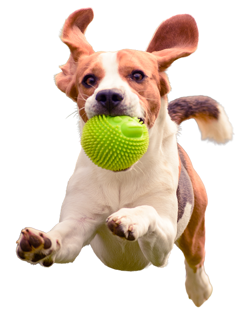 dog-run-beagle-jumping-fun-2026-01-05-05-05-50-utc copy 1